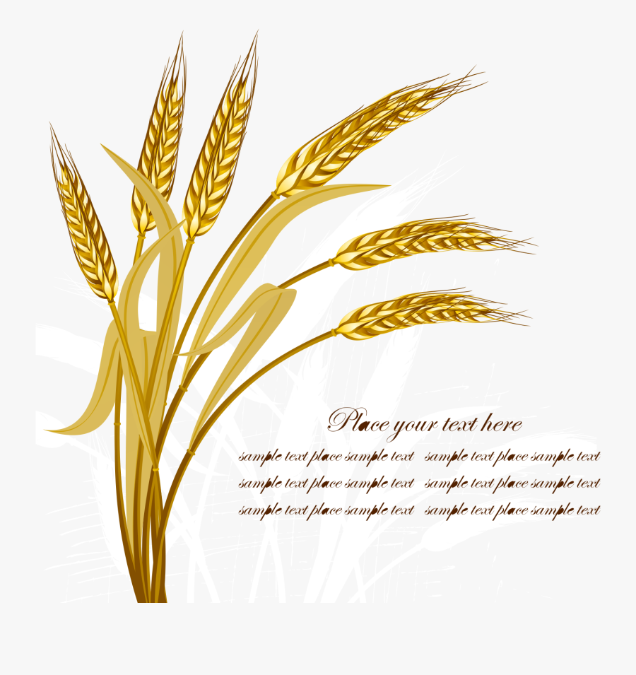 Wheat Vector - Vector, Transparent Clipart