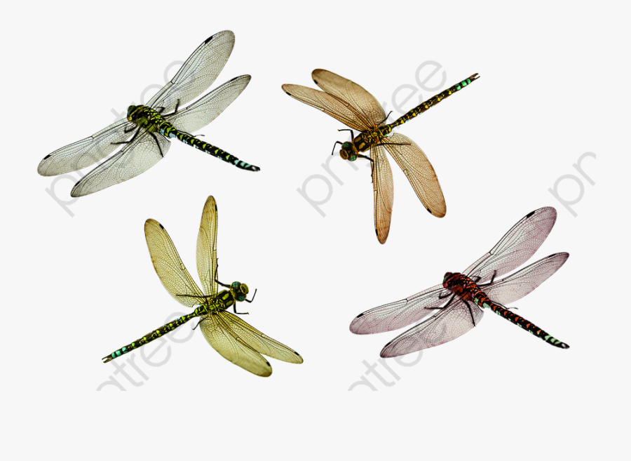 Dragonfly, Dragonfly Clipart, Insect Png Transparent - Dragonfly Png, Transparent Clipart