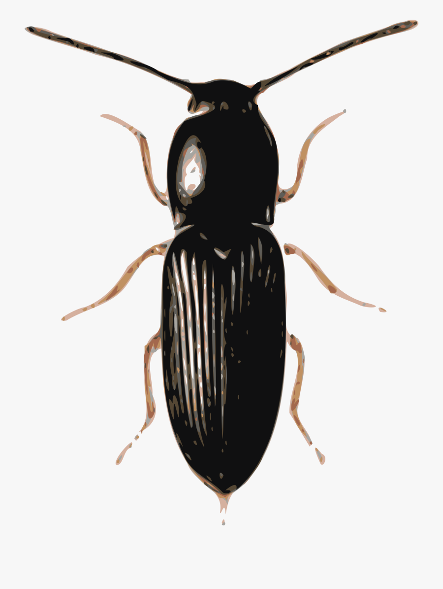 Cardiophorus Image Png - Darkling Beetle Clip Art, Transparent Clipart