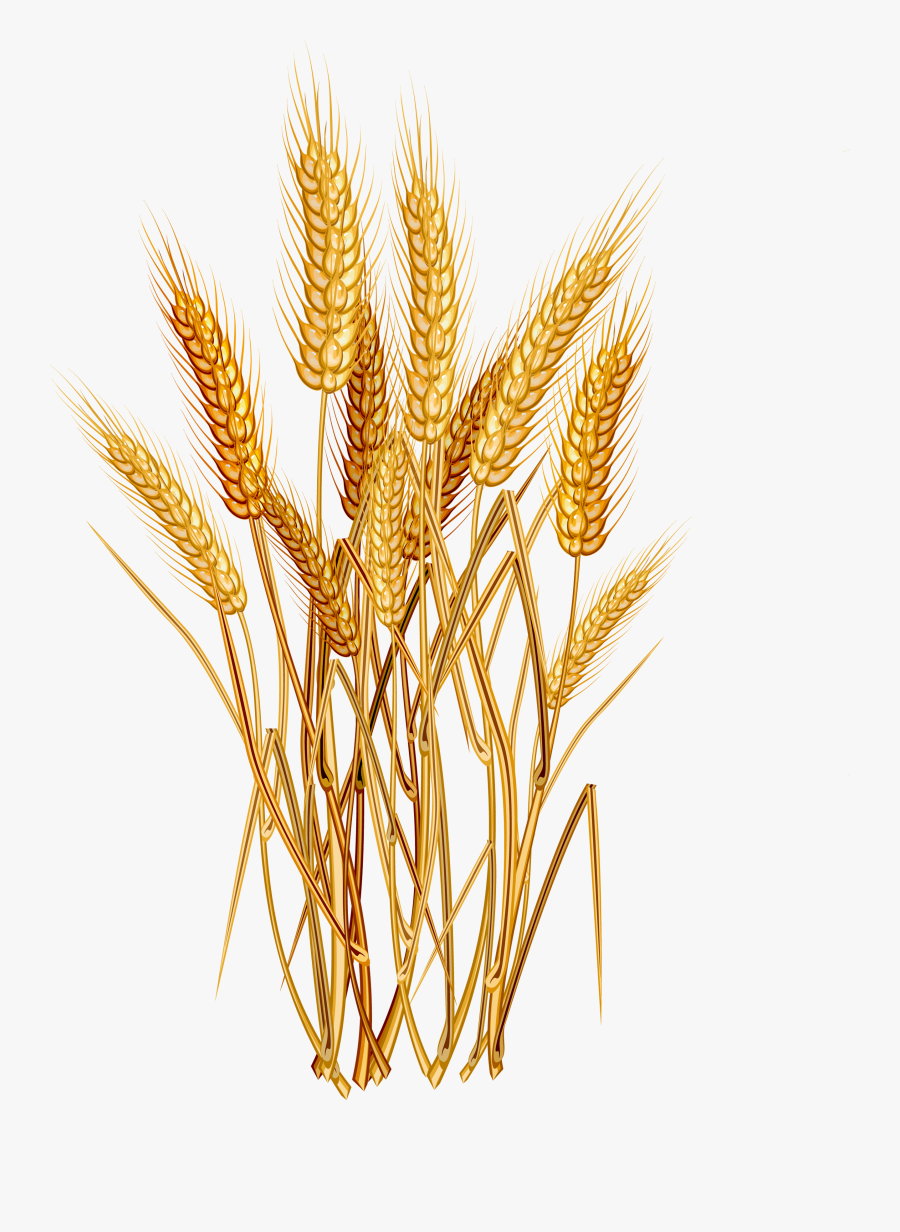 36370 - Wheat Vector Free, Transparent Clipart