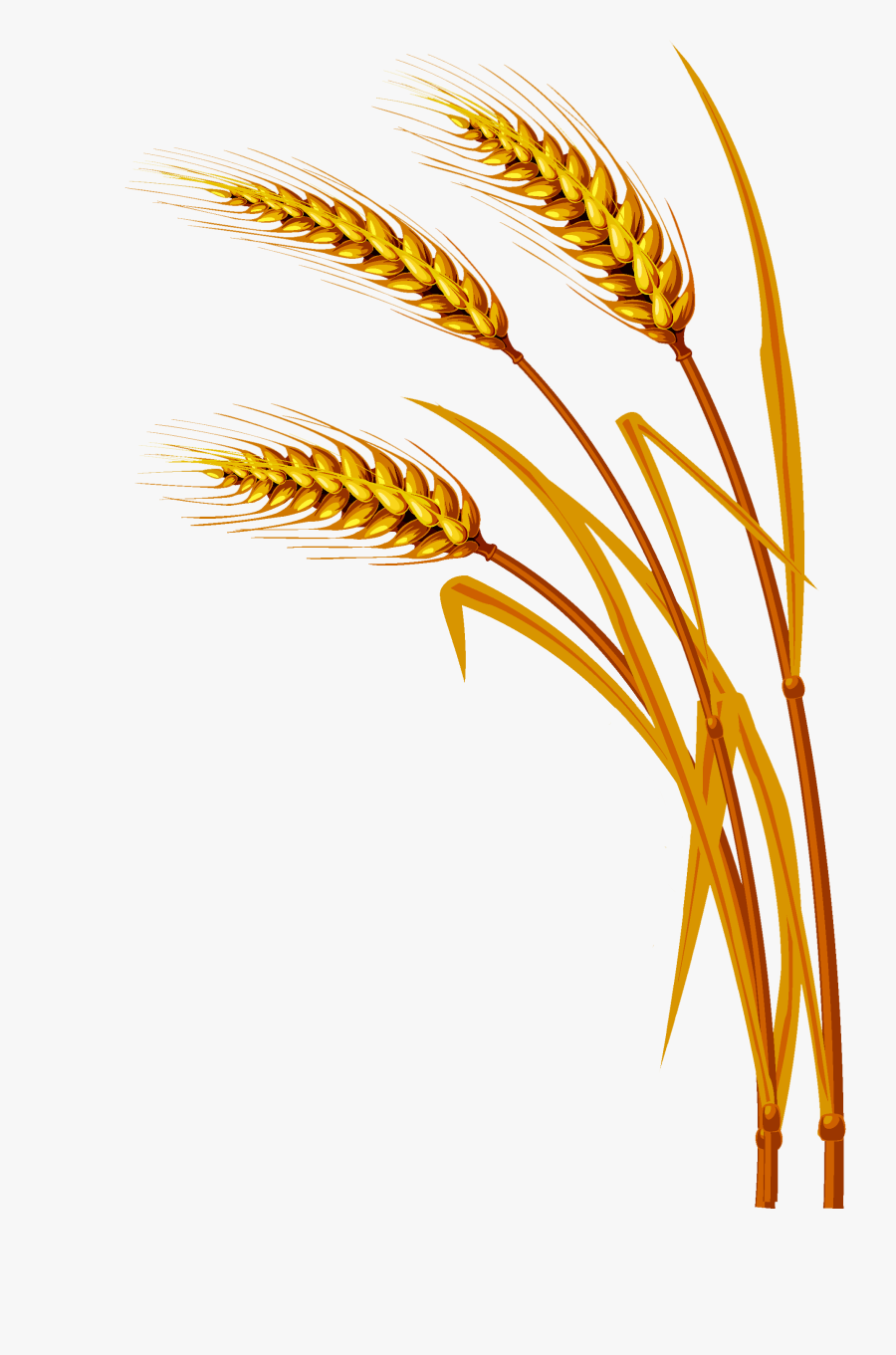 Wheat Png Image - Wheat Png, Transparent Clipart