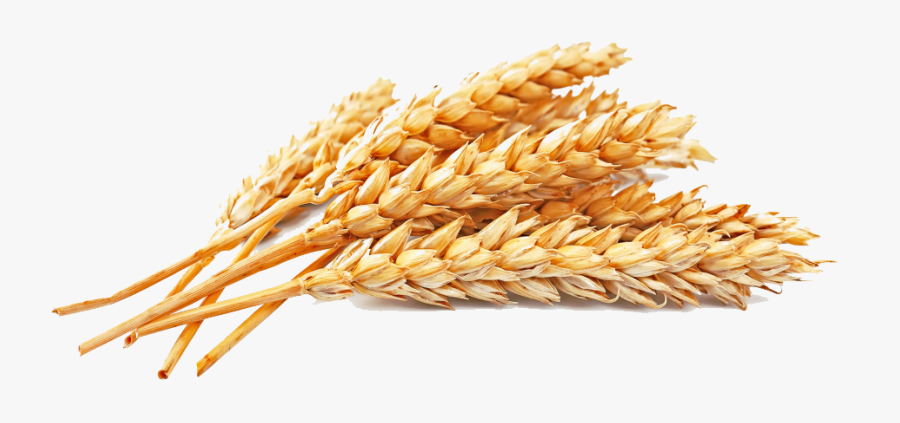 Golden Wheat Atta Flour Whole-wheat Seed Cereal Clipart - Wheat Protein, Transparent Clipart
