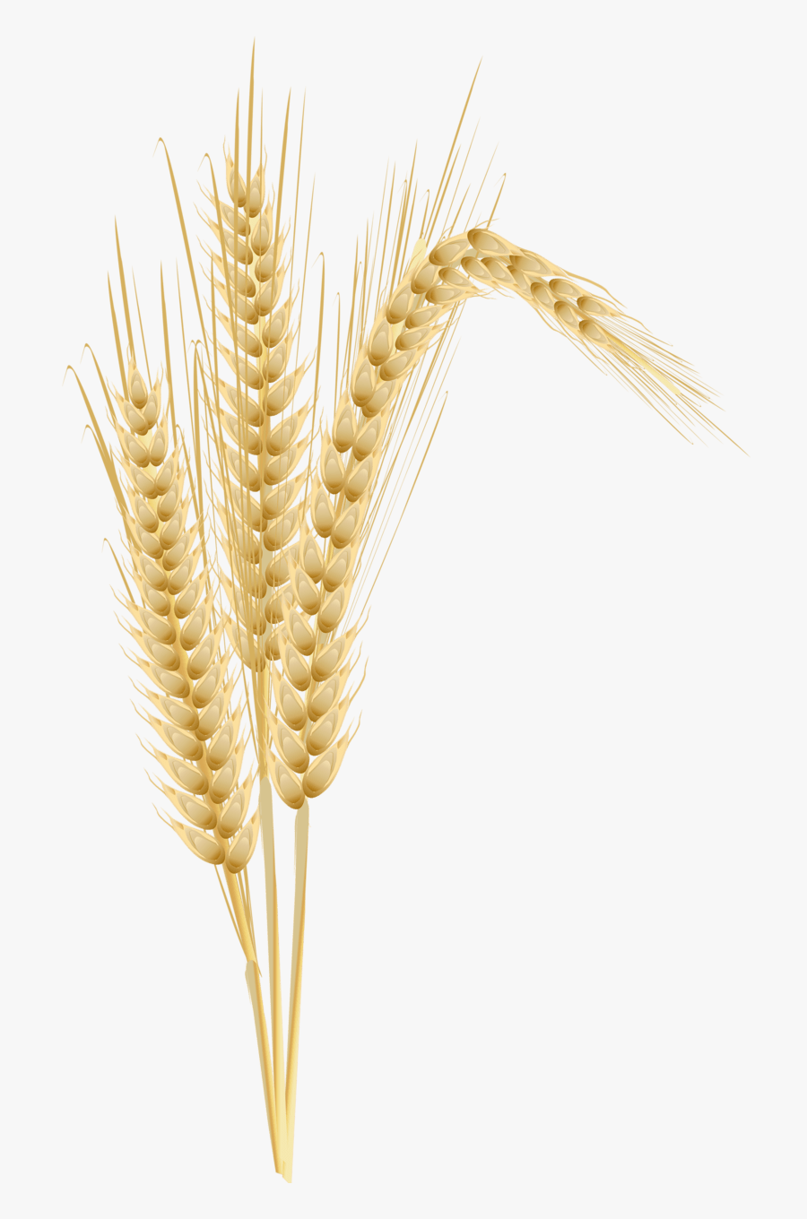 Thumb Image - Wheat Infographic, Transparent Clipart