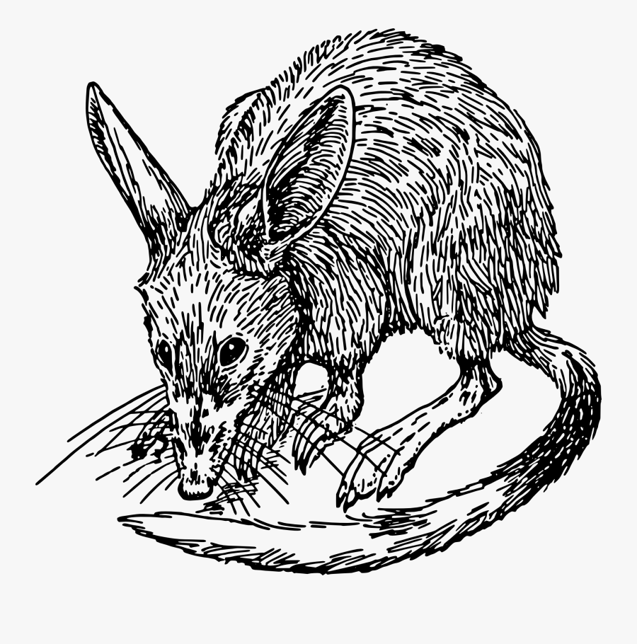 Bandicoot Clipart, Transparent Clipart