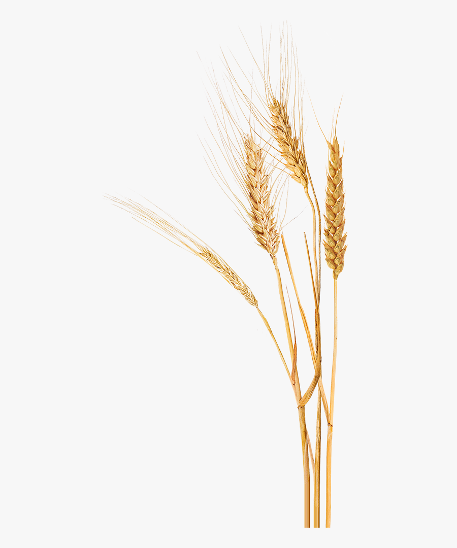 Wheat, Home Paine Schwartz Partners - Khorasan Wheat, Transparent Clipart