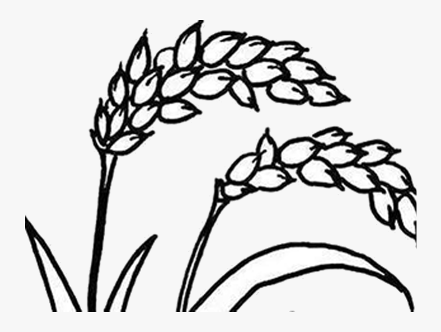 Collection Of Free Wheat Drawing Corn Download On Ui - Rice Plant Clipart Black And White, Transparent Clipart
