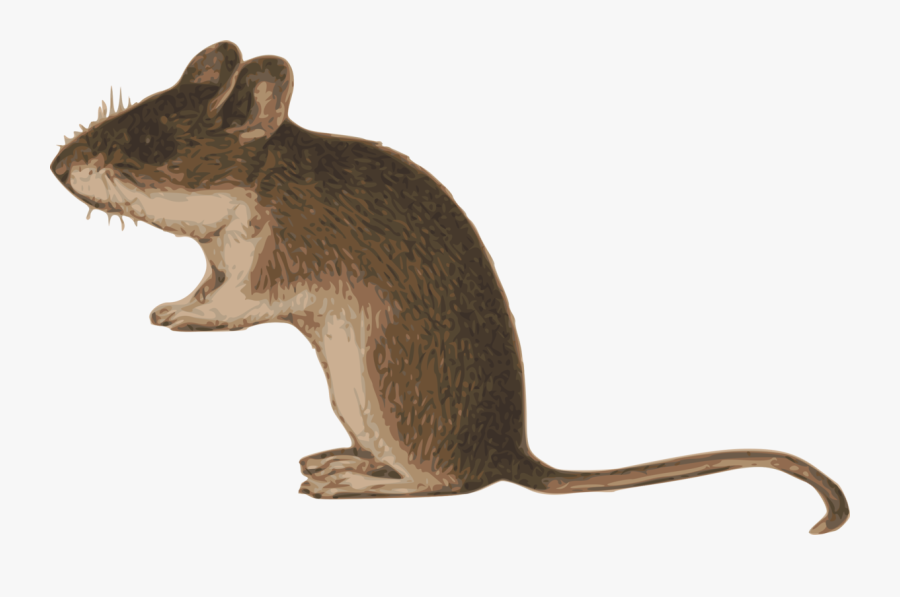 Transparent Rat Clipart Black And White - Degu Png, Transparent Clipart