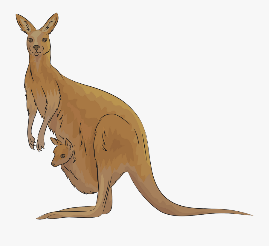Kangaroo, Transparent Clipart