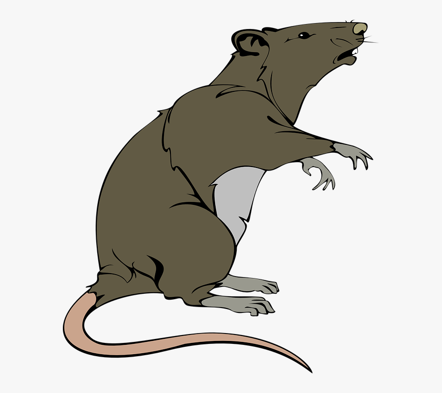 Rat Clip Art, Transparent Clipart