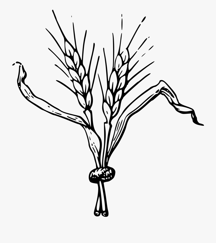 Beer Hops Clipart, Transparent Clipart