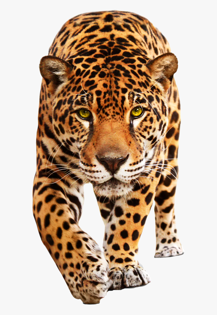 Walking Leopard Png Clipart - Leopard Png, Transparent Clipart