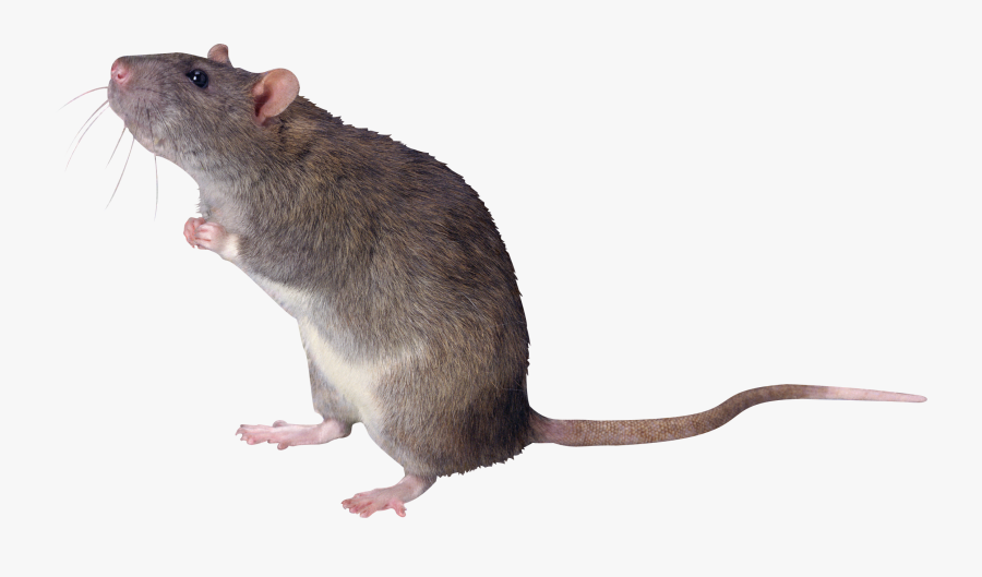 Clip Art Mouse Mice Png Free - Transparent Background Rat Png, Transparent Clipart