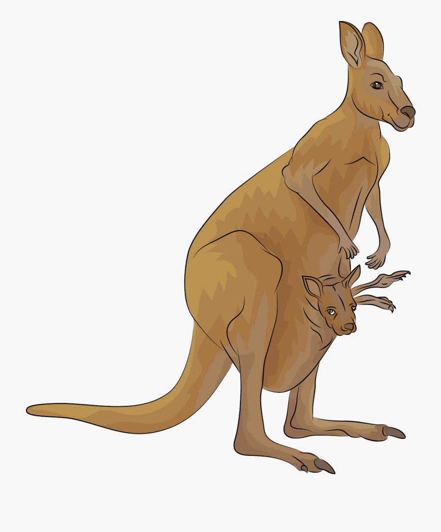 Kangaroo, Transparent Clipart