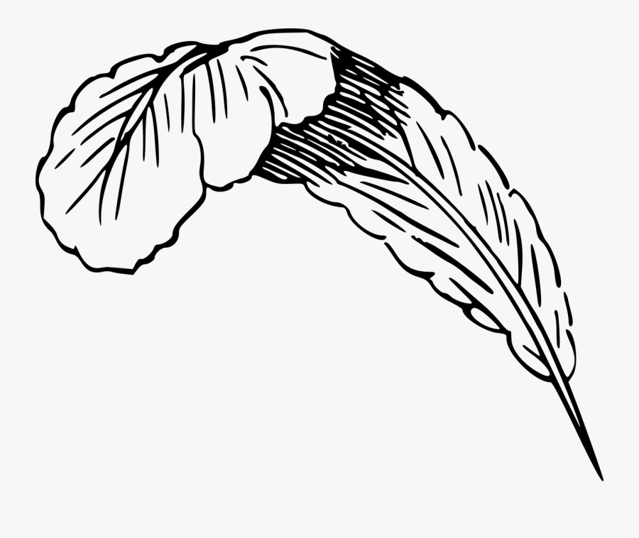 Feather - Big Feather Drawing, Transparent Clipart