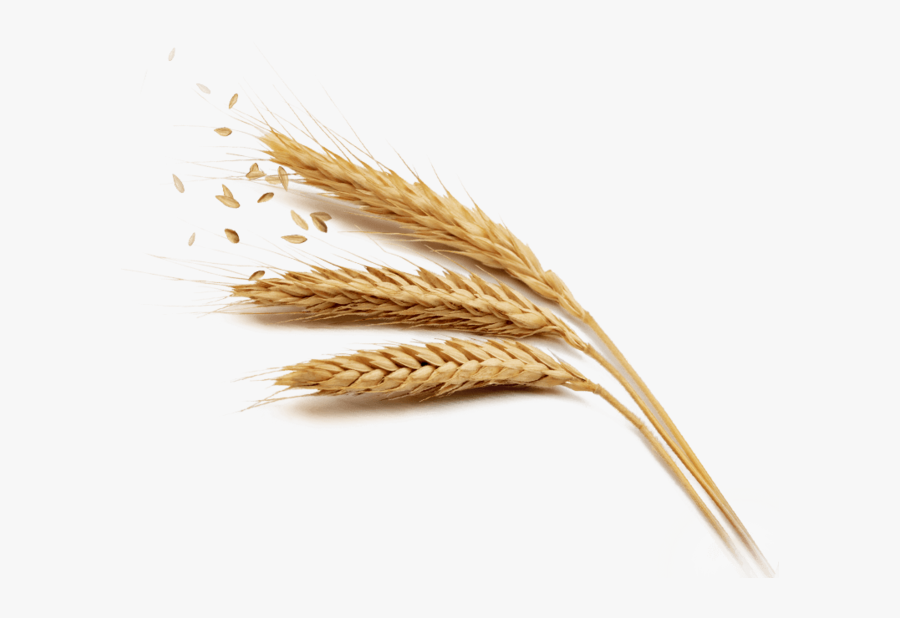 Harvest Rice Wheat Golden Free Download Png Hq Clipart - Grain Png, Transparent Clipart