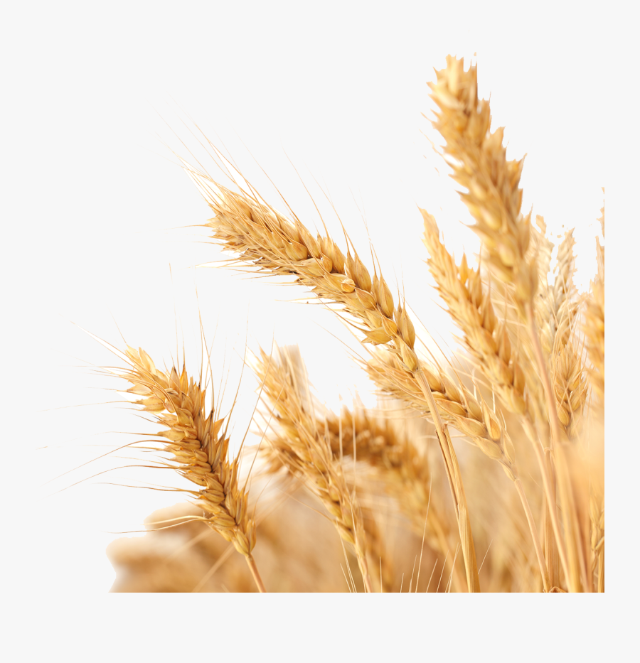 Transparent Wheat Clipart - Transparent Background Wheat Png, Transparent Clipart