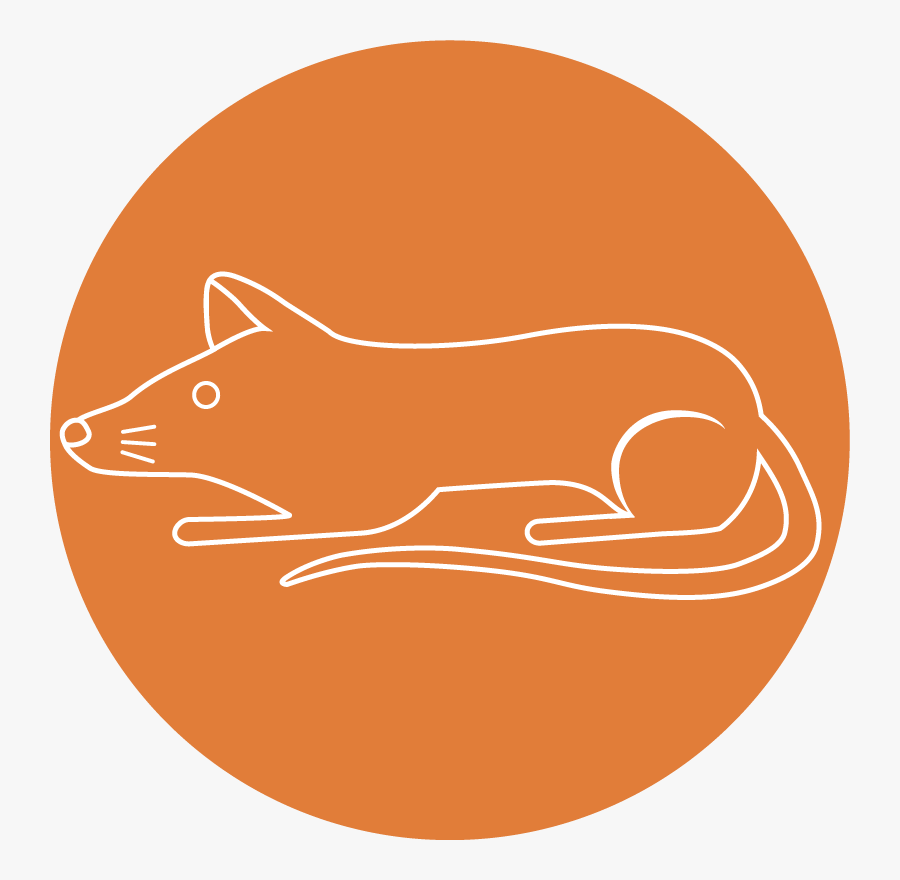 Wildlife Rats And Mice - Rat, Transparent Clipart