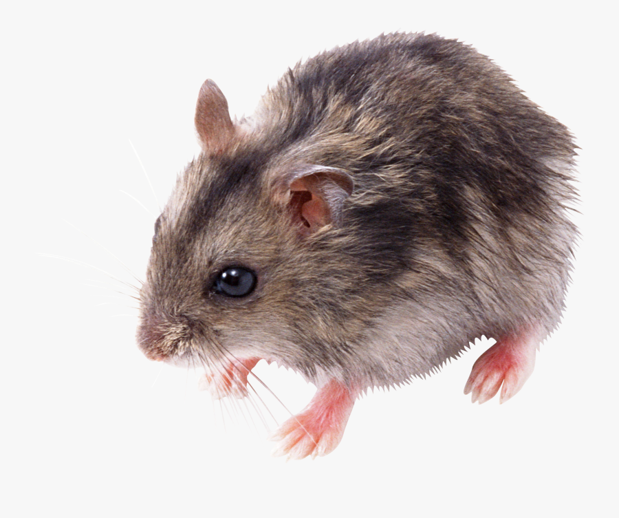 Mouse - - Rat - Clipart - - Transparent Mouse Png, Transparent Clipart