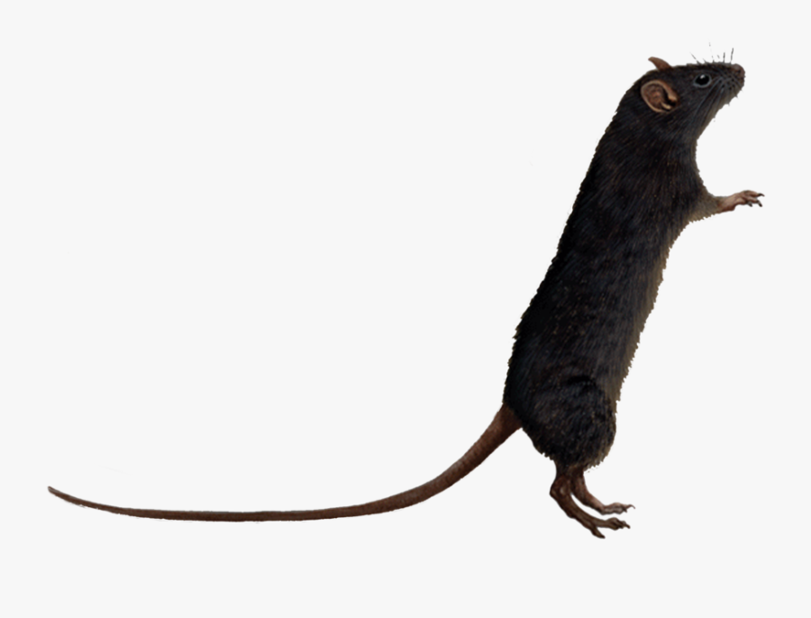 Rat Png Image - Timbs And Yankees Hat, Transparent Clipart