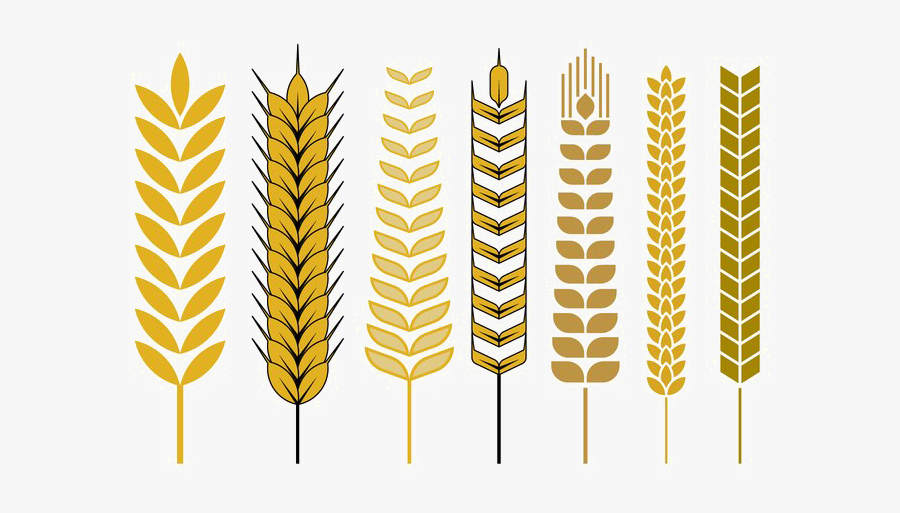 Wheat Png - Wheat Vector Png Free, Transparent Clipart