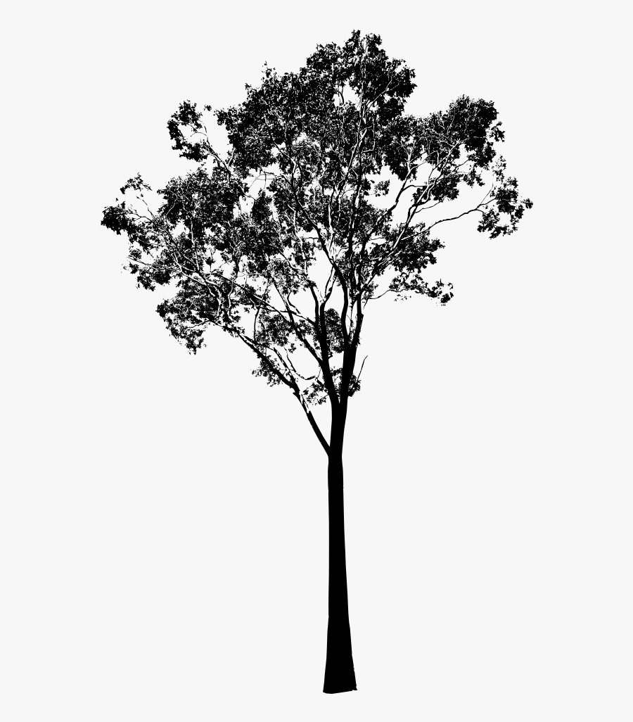 Image Home Garden And Tree Rtecx - Eucalyptus Tree Silhouette, Transparent Clipart