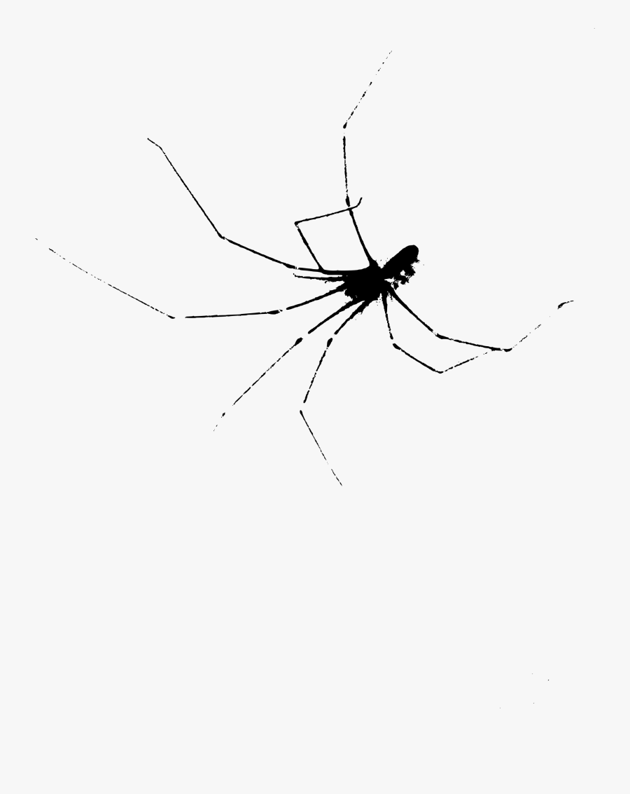 Clipart - Tangle-web Spider, Transparent Clipart