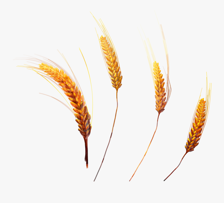 Wheat Clipart Single - Single Wheat Plant Hd , Free Transparent Clipart