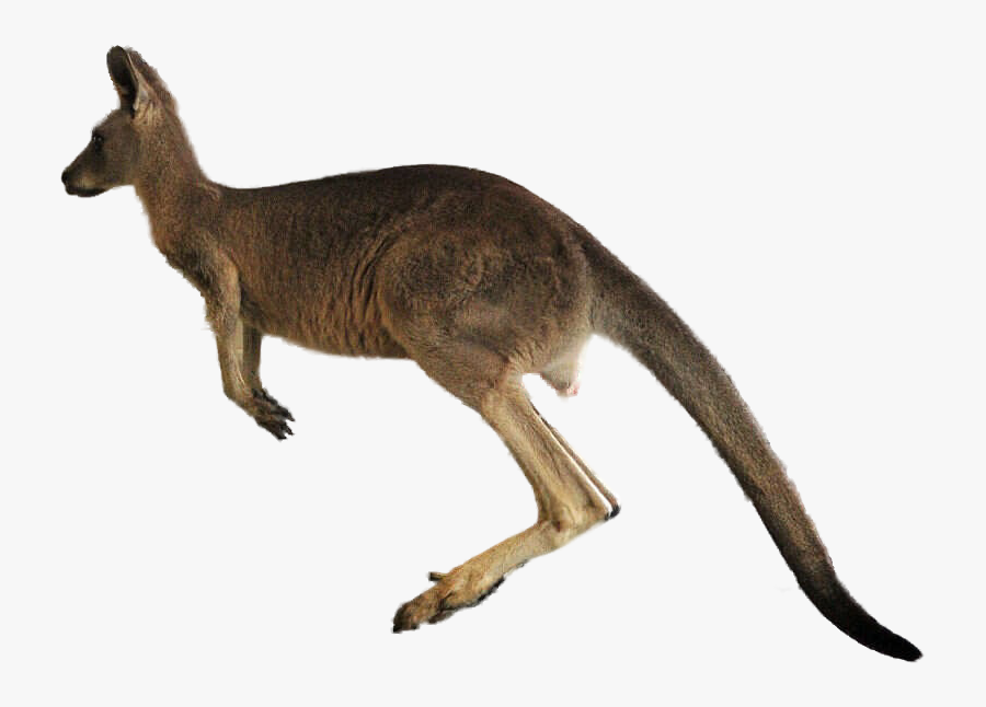 Kangaroo Png Transparent Images - Kangaroo Images Transparent Hd, Transparent Clipart