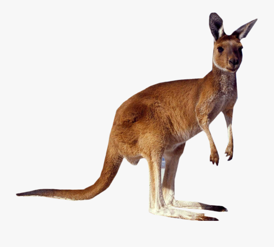 Clip Art Kangaroo Png - Kangaroo Png, Transparent Clipart