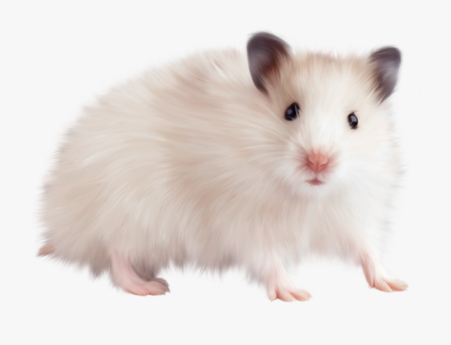 Mouse, Rat Png Image - Hamster Png, Transparent Clipart