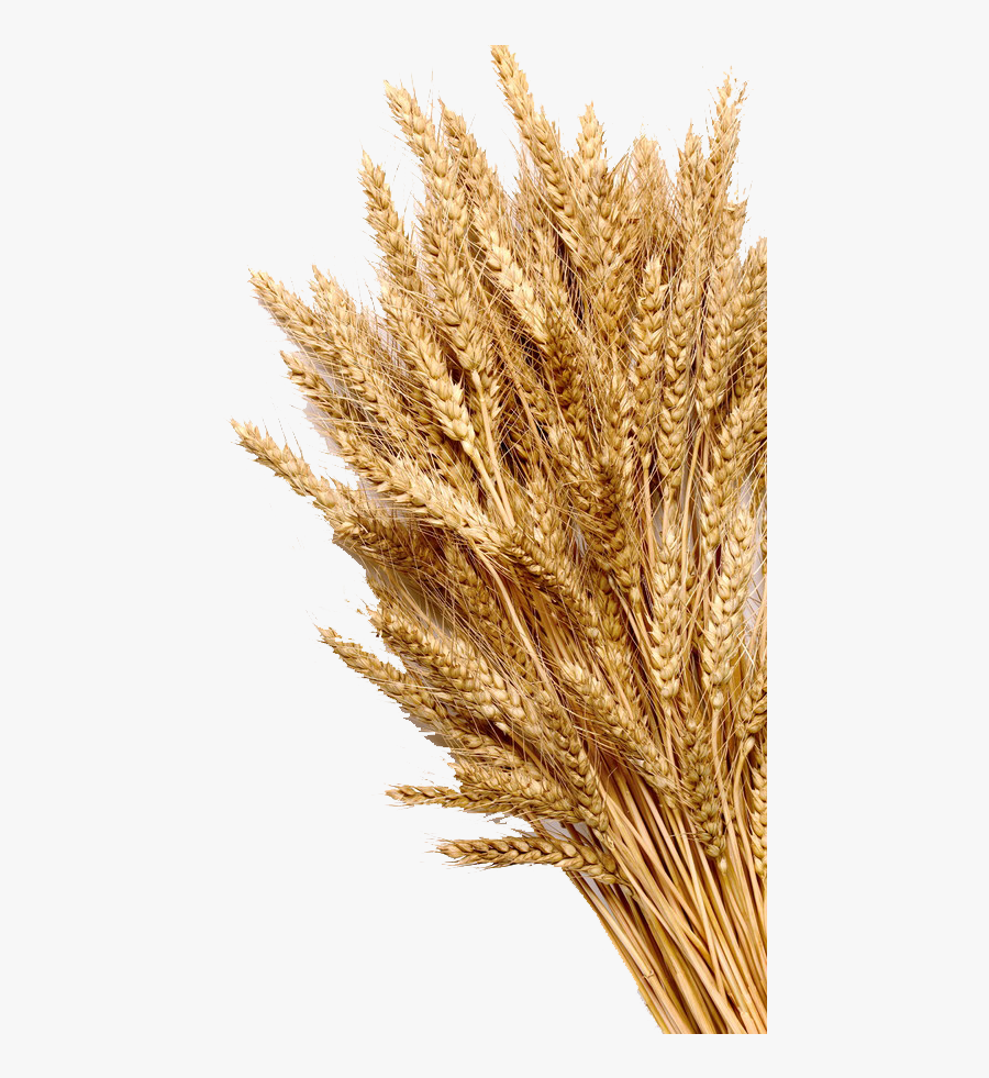 Wheat Mature Photography Grain Cereal Ear Whole Clipart - Transparent Background Wheat Png, Transparent Clipart