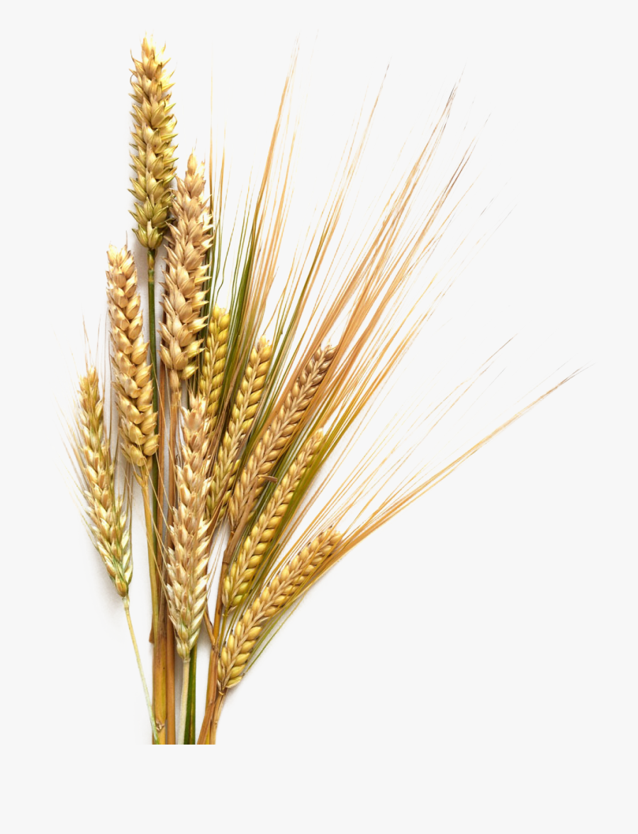 Beer Stout Common Wheat Cereal Clip Art - Barley Transparent, Transparent Clipart