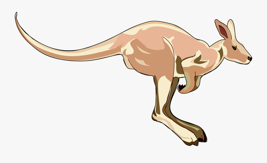 Kangaroo Clipart Mammal - Kangaroo Clip Art, Transparent Clipart