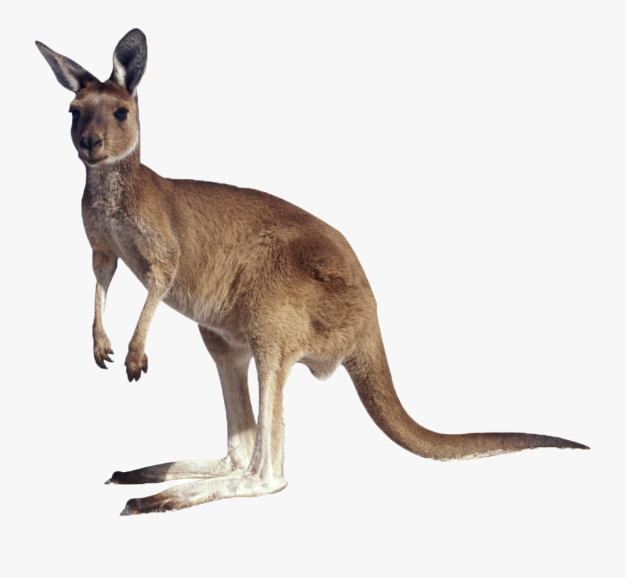 Kangaroo Hd Image Free Png Clipart - Kangaroo Transparent Background, Transparent Clipart