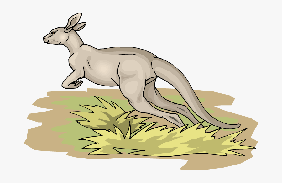 Kangaroo, Transparent Clipart
