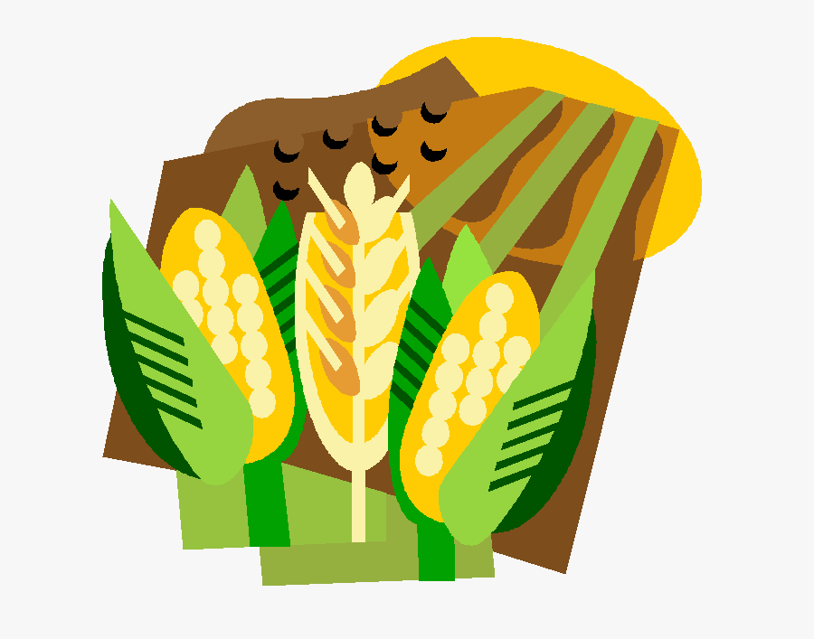 Corn Field Farm Stock Vector - Corn Growing Gif, Transparent Clipart