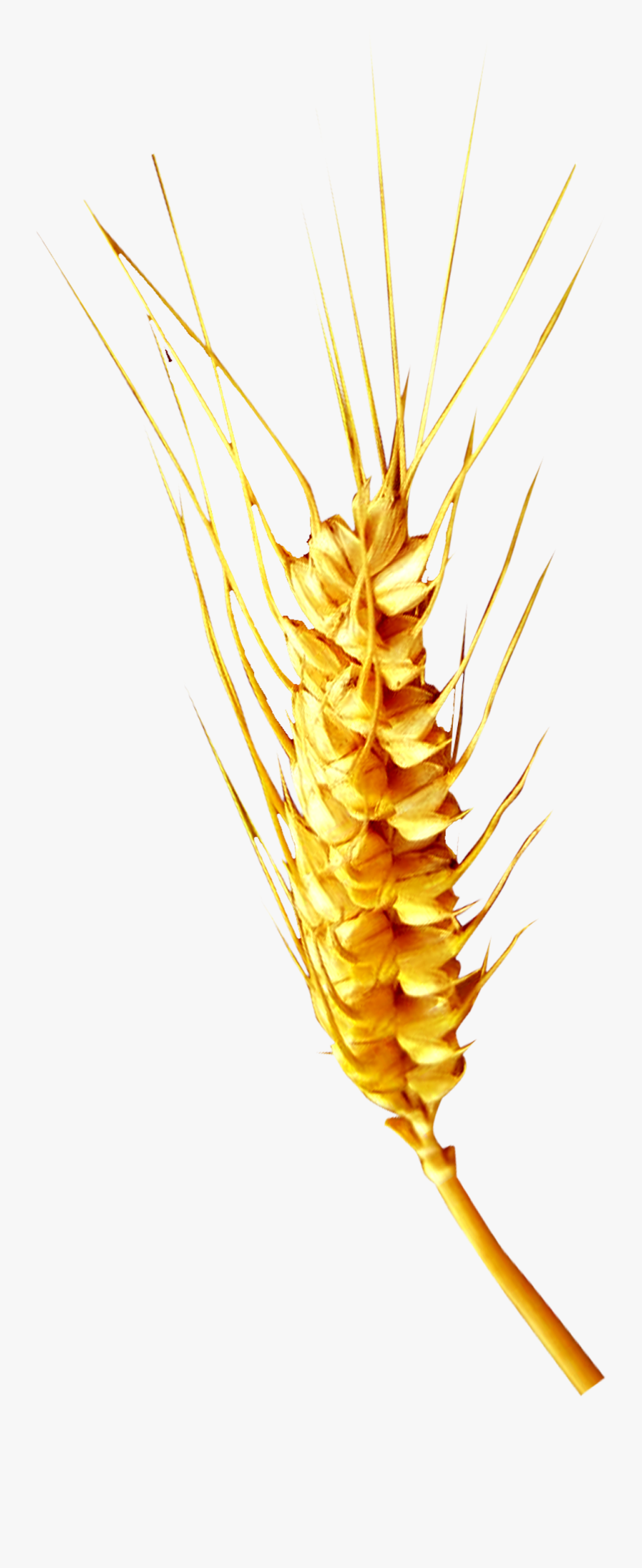 Clip Art Collection Of Free Transparent - Illustration, Transparent Clipart