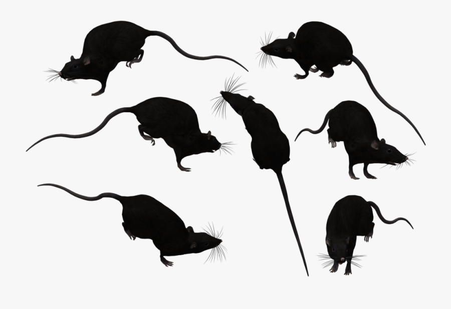 More Artists Like Coco Sealpoint Siamese Stock By Jsf1 - Black Rat, Transparent Clipart