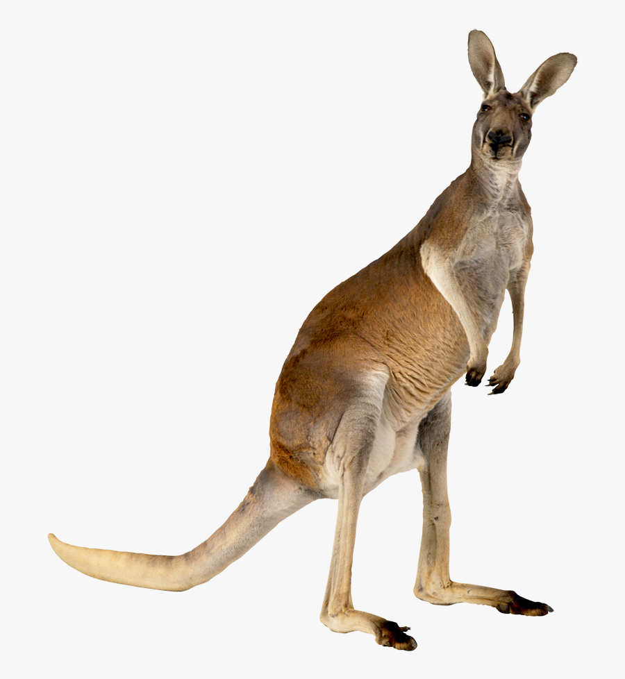 Transparent Cute Kangaroo Clipart - Kangaroo Png, Transparent Clipart