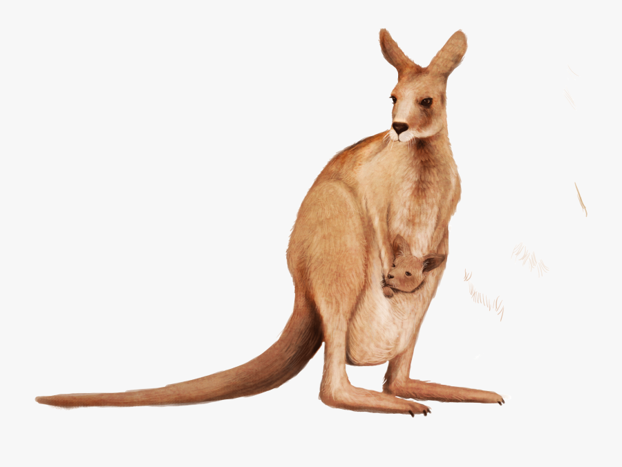 Kangaroo Wallaby Animal - Kangaroos Png, Transparent Clipart