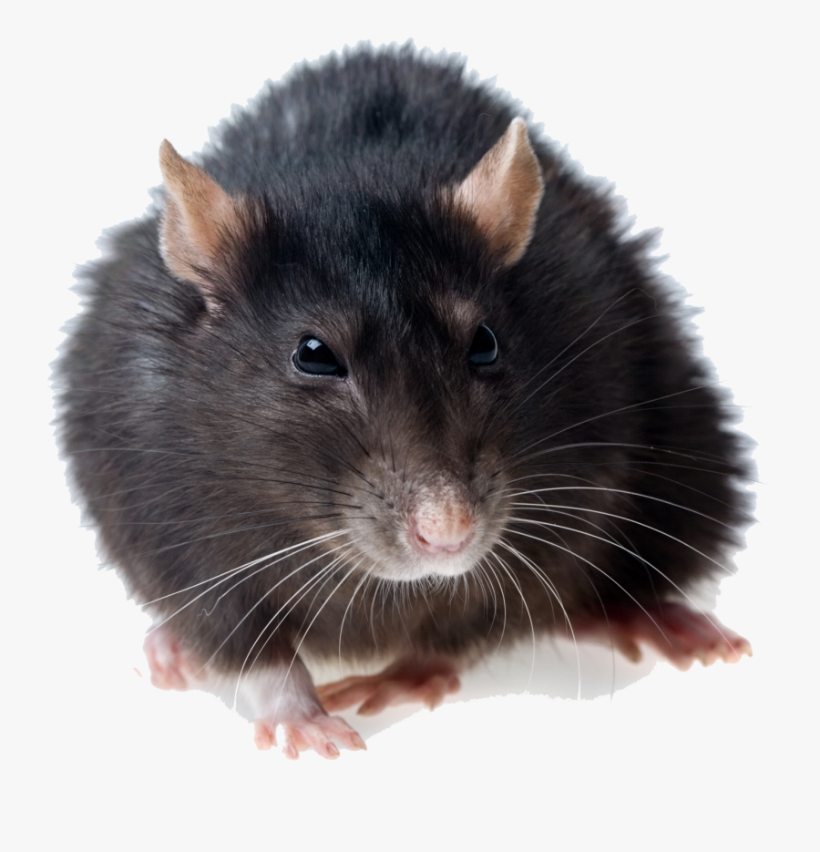 Clip Art Rats Photography - Rat Png Transparent, Transparent Clipart