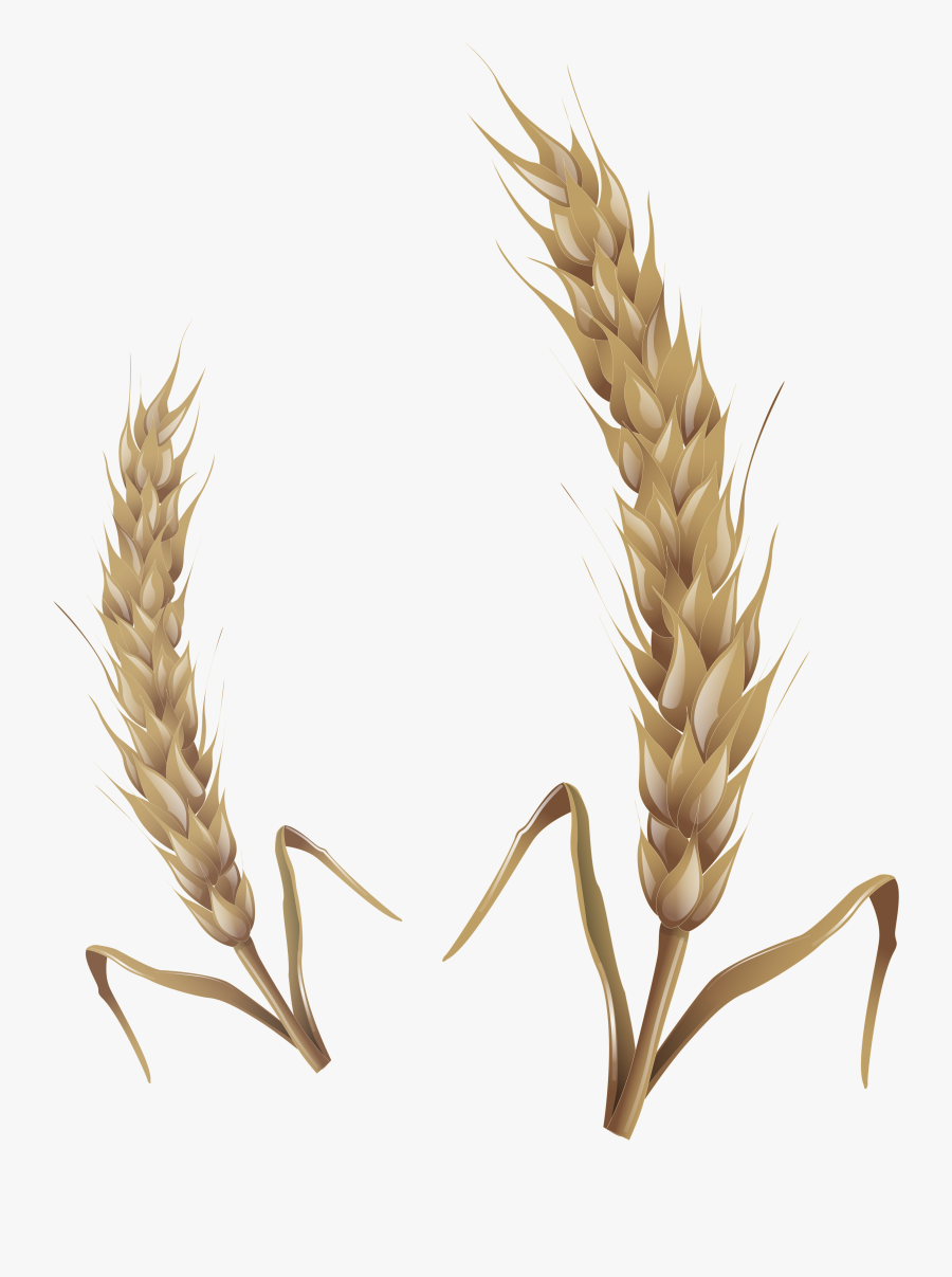 Wheat Clipart, Transparent Clipart