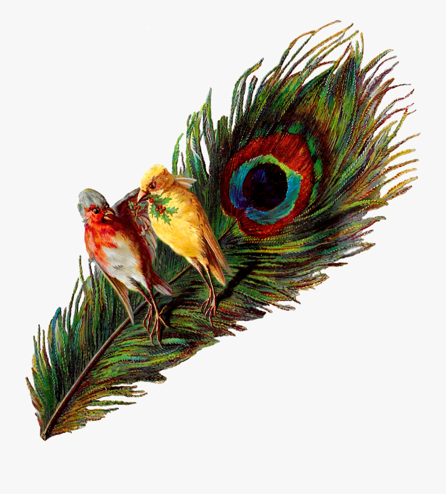 Christmas Birds Peacock Holly Victorian Image Clipart - Bird Peacock Feather, Transparent Clipart