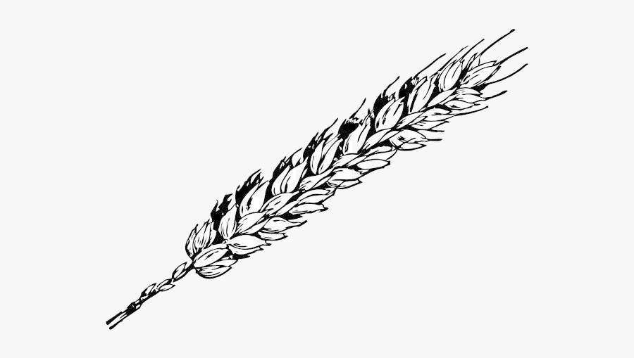 Wheat Grain Free Content Clip Art Cliparts Transparent - Wheat In Black And White, Transparent Clipart