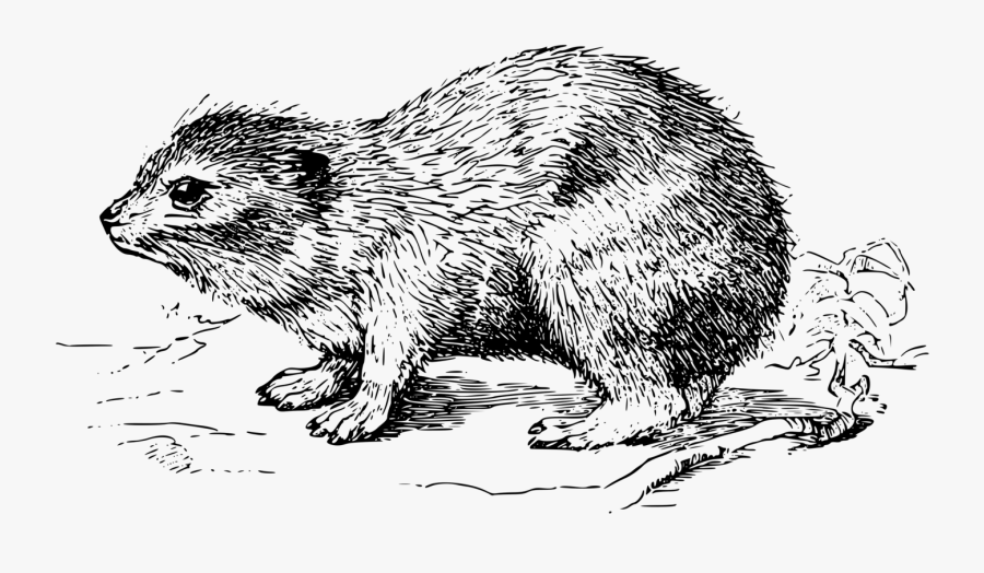 Rat Computer Icons Rock Hyrax Tree Hyrax Drawing - Drawing Hyrax, Transparent Clipart