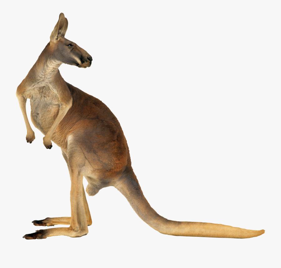 Kangaroo Australia Grey Red Eastern Png Free Photo - Kangaroo Png, Transparent Clipart