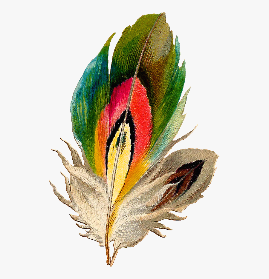 Beautiful Bird Clip Art, Transparent Clipart