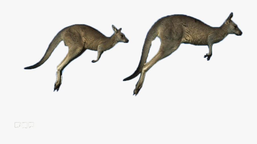 Kangaroo Clipart Grey - Belmont, Transparent Clipart