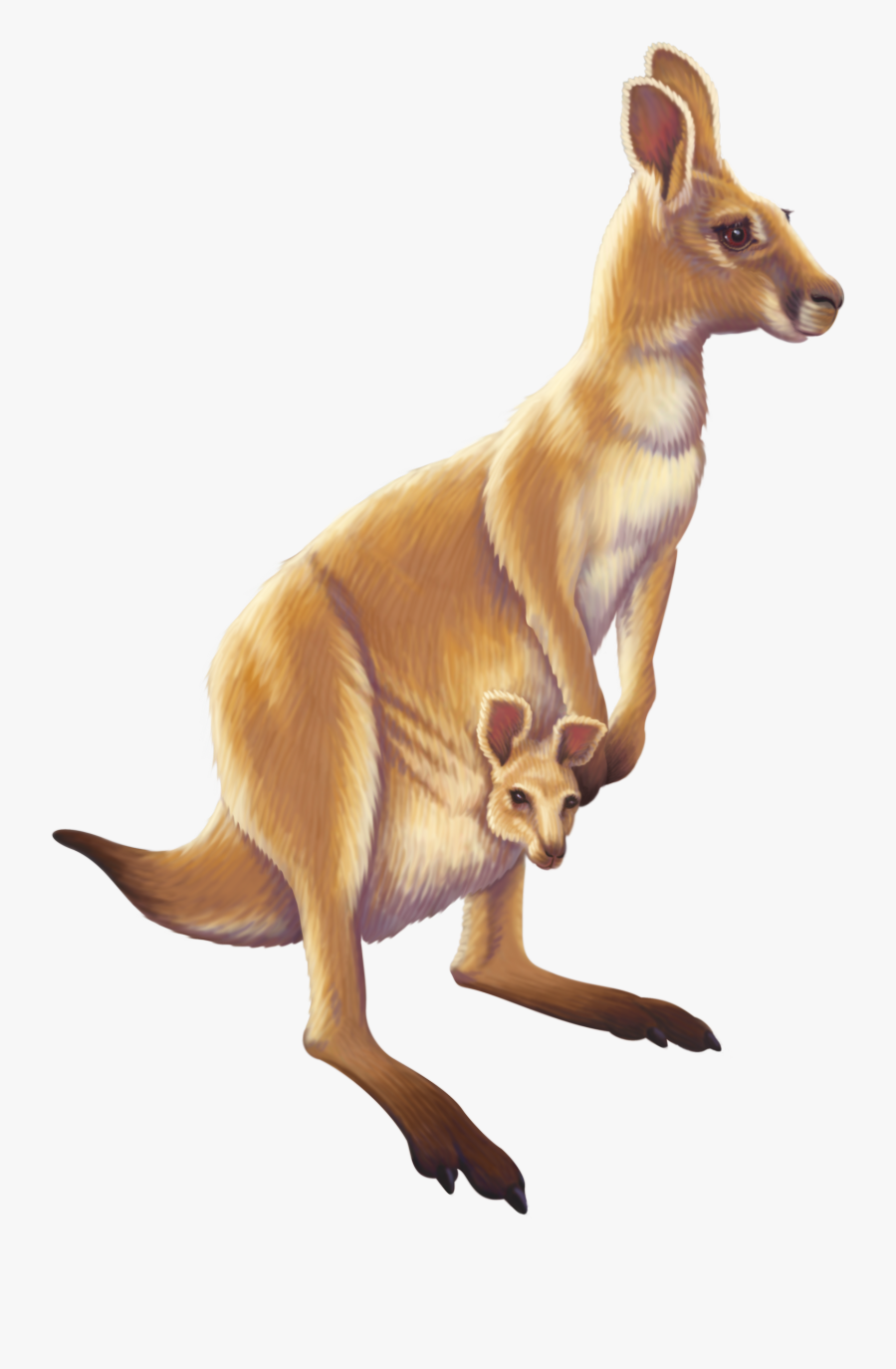 Kangaroo Australia Animal Free Transparent Image Hd - Small Kangaroo Pictures For A Cursor, Transparent Clipart