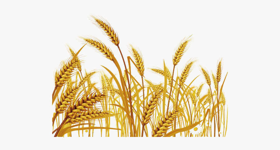 Image Free Stock Grain Clipart Malt - Wheat Background For Powerpoint, Transparent Clipart